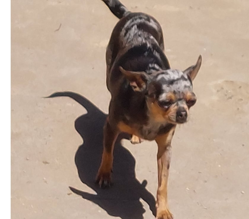 Gatos en Venta Quillota Limache - Fotos de Cachorritos chihuahua