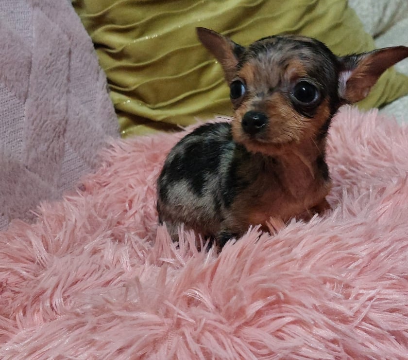 Gatos en Venta Quillota Limache - Fotos de Cachorritos chihuahua