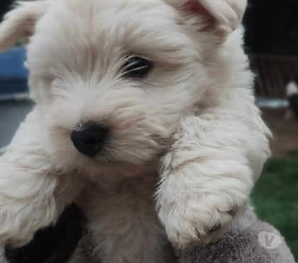 Mascotas en Venta Santiago Santiago - Fotos de West hermosos padres ala vista