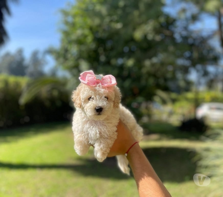 Gatos en Venta Santiago Santiago - Fotos de Cachorros poodle toy
