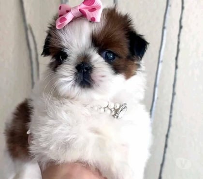 Perros en Venta Santiago Santiago - Fotos de Bellos Shih tzu padres