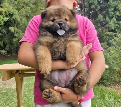 Mascotas en Venta Santiago Santiago - Fotos de Raza Chow chow lindos