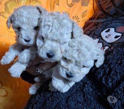 Mascotas en Venta Talca Talca - Fotos de Cachorros poodle toy