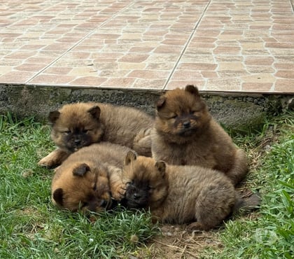 Venta de Mascotas Talca Talca - Fotos de Raza Chow Chow legítimo