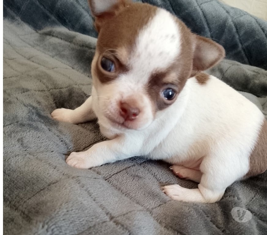 Gatos en Venta Osorno Osorno - Fotos de Cachorros chihuahuas