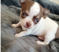 Cachorros chihuahuas