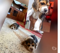 Cachorros beagles