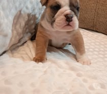 Cachorros Bulldog ingles