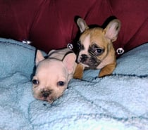 Bulldog francés bellos