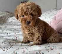 Poodle toy apricot