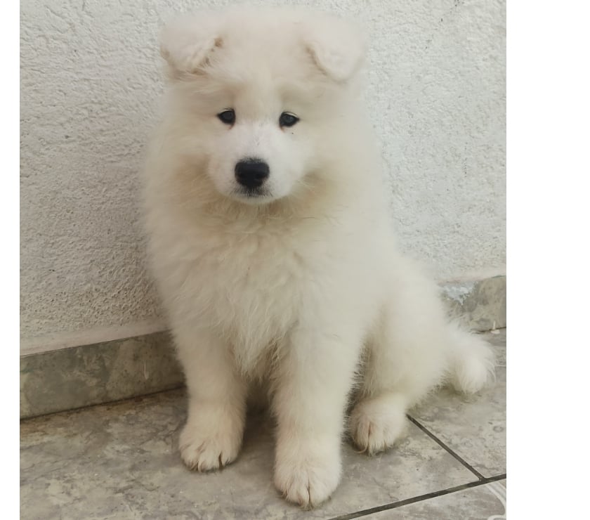 Venta de Mascotas Antofagasta Antofagasta - Fotos de Perros Samoyedos Regalones
