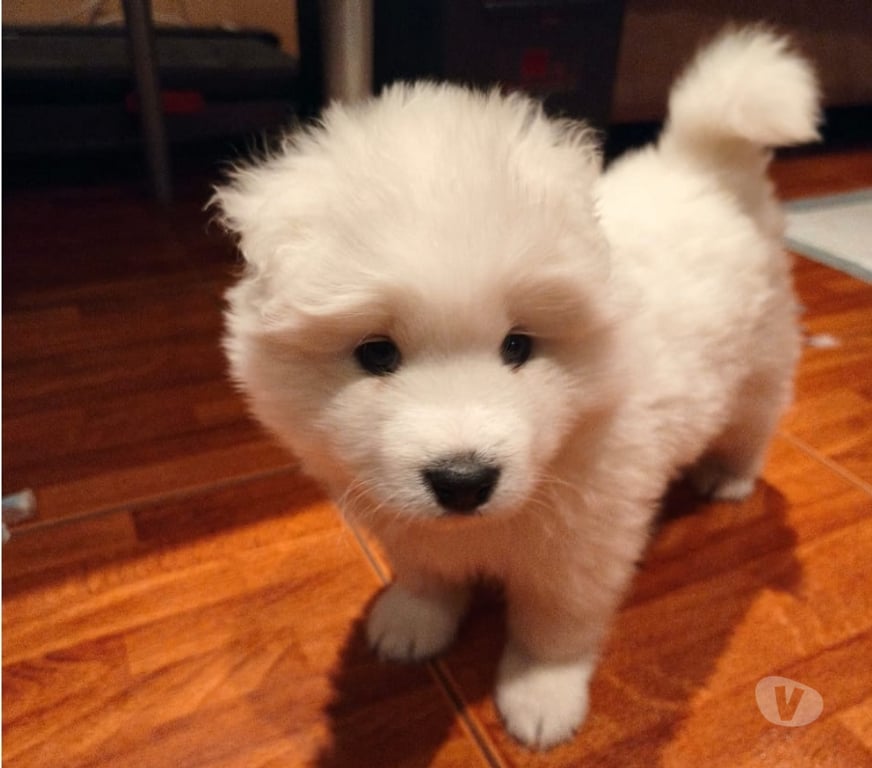 Gatos en Venta Antofagasta Antofagasta - Fotos de Perros Samoyedos Regalones