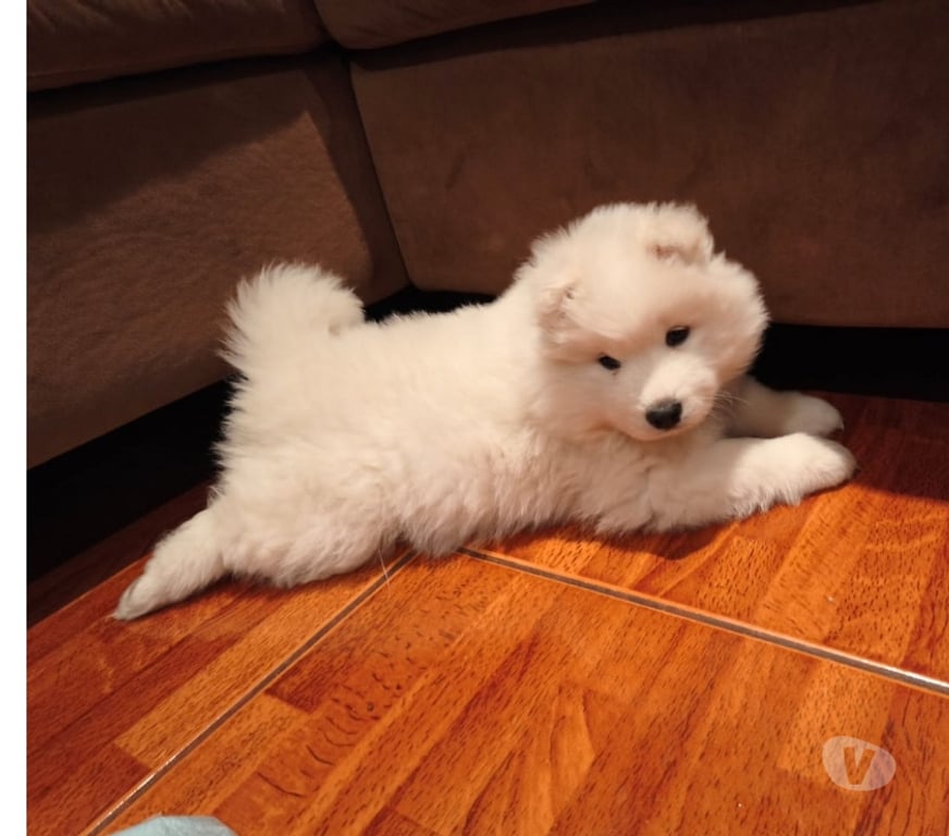 Gatos en Venta Antofagasta Antofagasta - Fotos de Perros Samoyedos Regalones