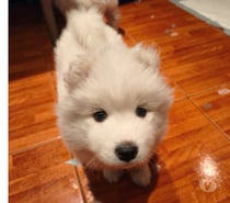 Perros Samoyedos Regalones
