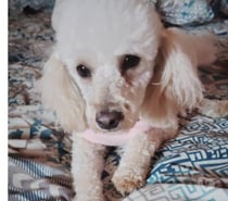 Poodle toy miniatura