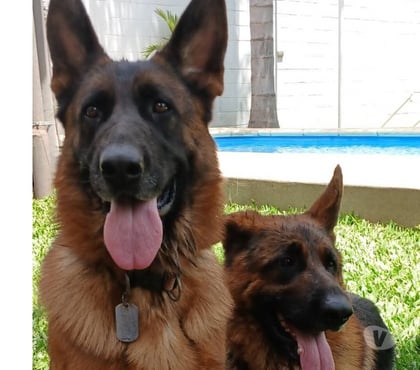 Mascotas en Venta Puerto Montt Llanquihue - Fotos de Pastores alemán colores sólidos