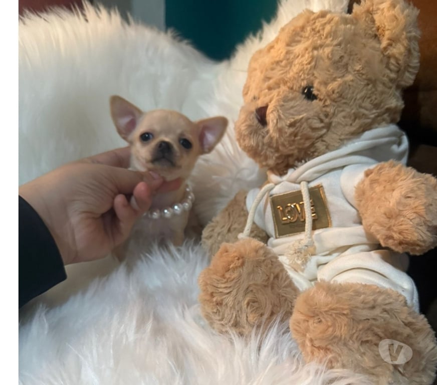 Gatos en Venta Talagante Peñaflor - Fotos de Hermosa princesa ultra pequeña