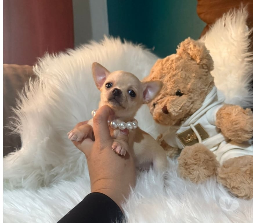 Gatos en Venta Talagante Peñaflor - Fotos de Hermosa princesa ultra pequeña