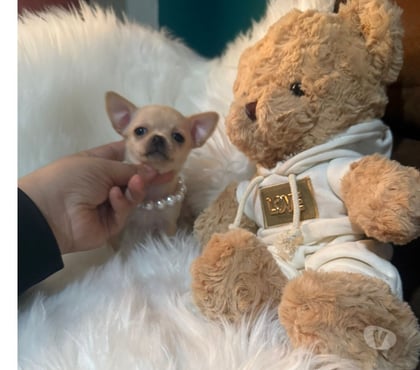 Mascotas en Venta Peñaflor Talagante - Fotos de Hermosa princesa ultra pequeña