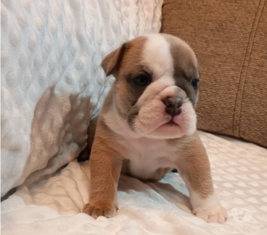 Gatos en Venta Talagante Talagante - Fotos de Cachorros Bulldog inglés