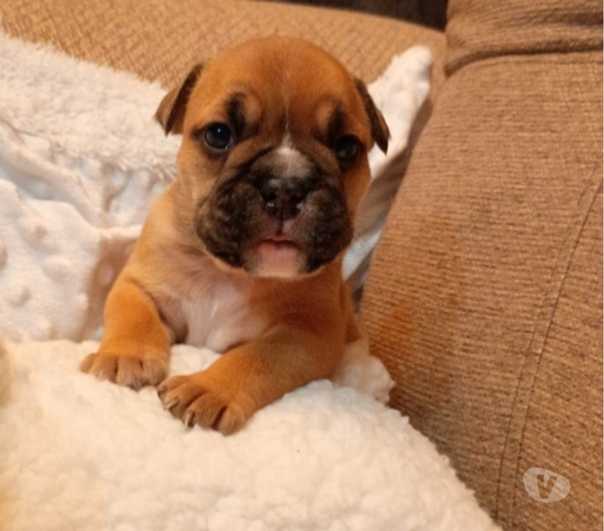 Gatos en Venta Talagante Talagante - Fotos de Cachorros Bulldog inglés