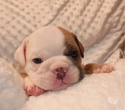 Gatos en Venta Talagante Talagante - Fotos de Cachorros Bulldog inglés