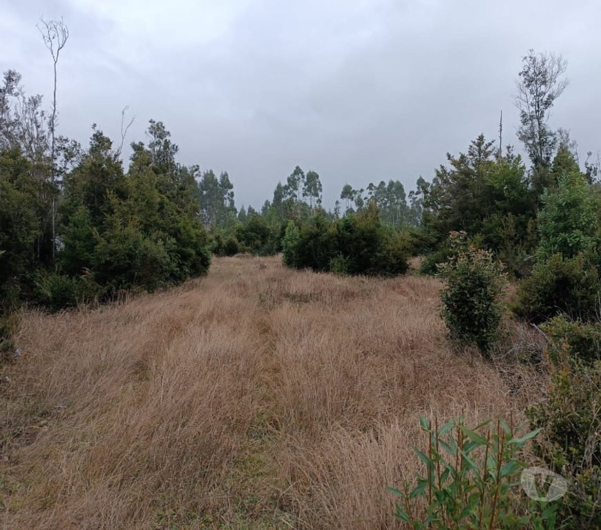 Venta de Haciendas Llanquihue Puerto Montt - Fotos de se vende parcela