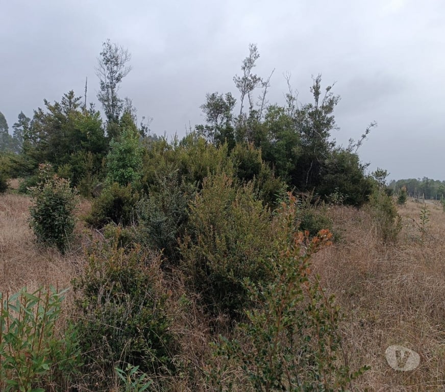 Venta de Haciendas Llanquihue Puerto Montt - Fotos de se vende parcela
