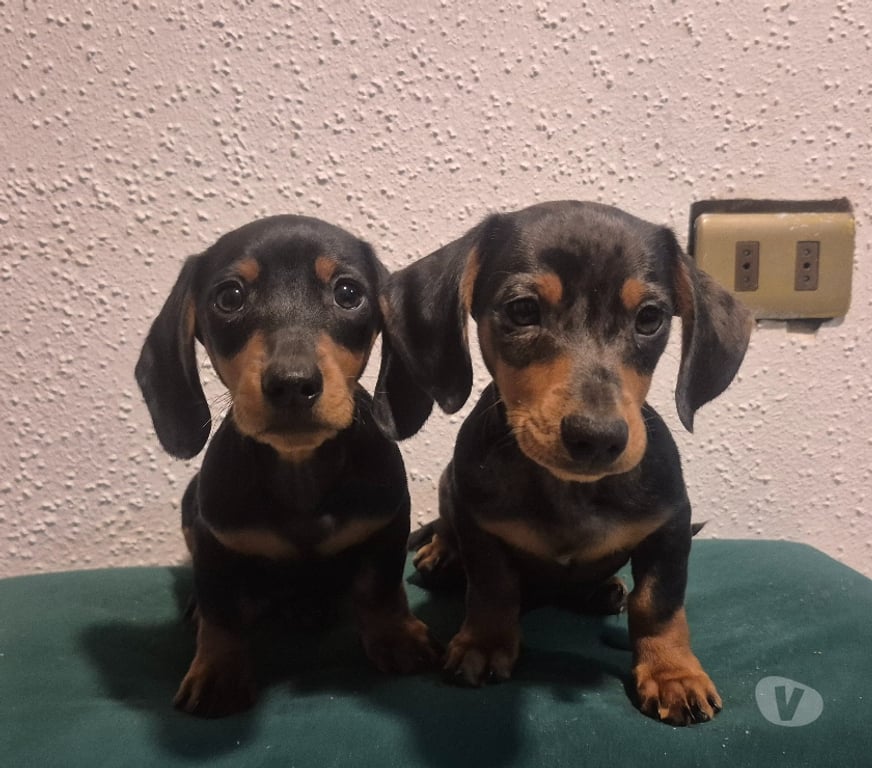 Gatos en Venta Valparaíso Valparaíso - Fotos de Cachorros Salchichas