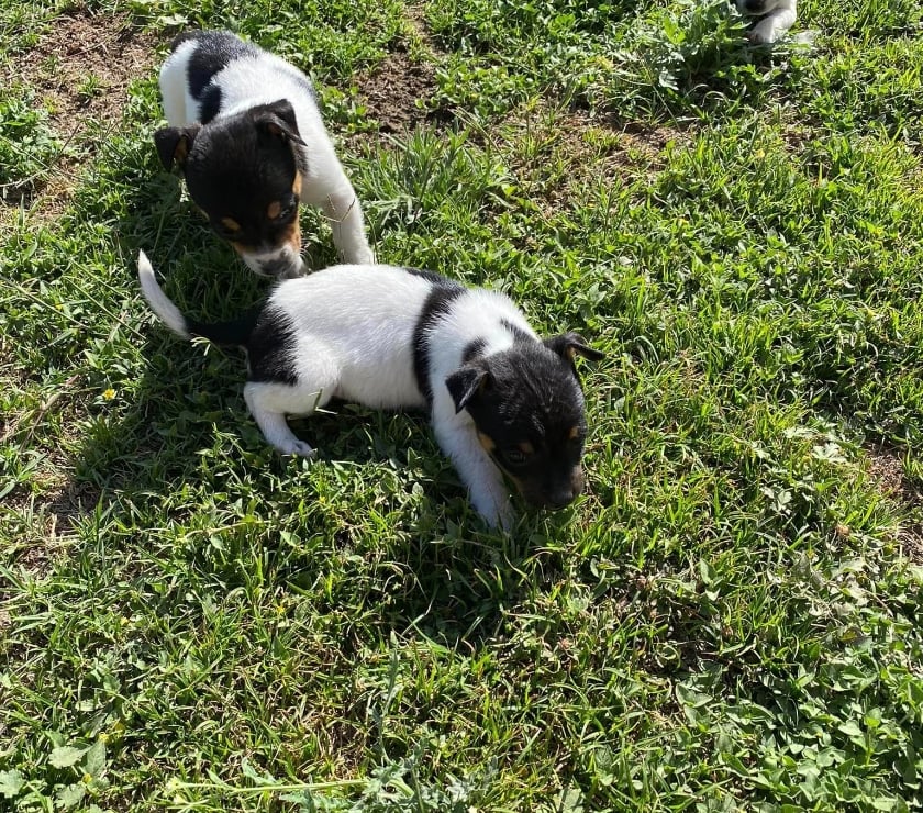 Gatos en Venta Santiago Las Condes - Fotos de Cachorros Fox Terrier, Hermosos!