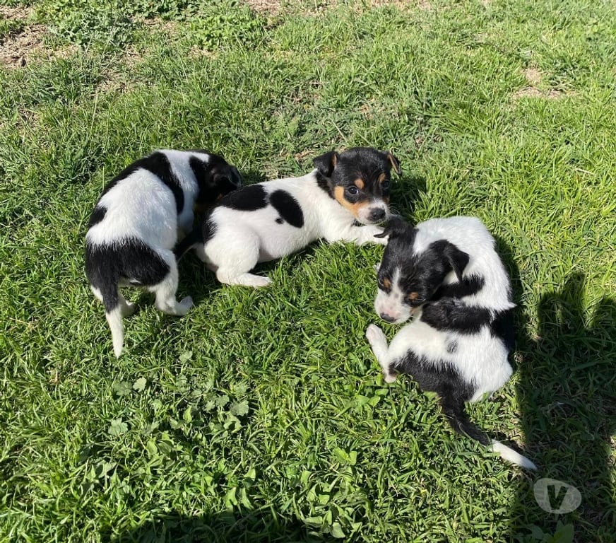 Gatos en Venta Santiago Las Condes - Fotos de Cachorros Fox Terrier, Hermosos!
