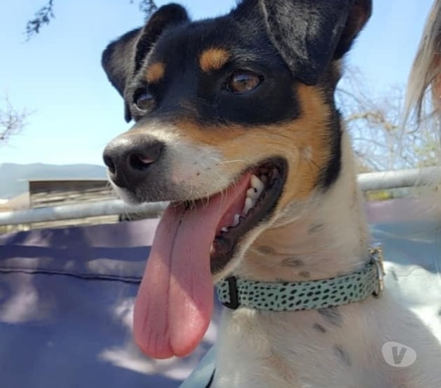 Gatos en Venta Santiago Las Condes - Fotos de Cachorros Fox Terrier, Hermosos!
