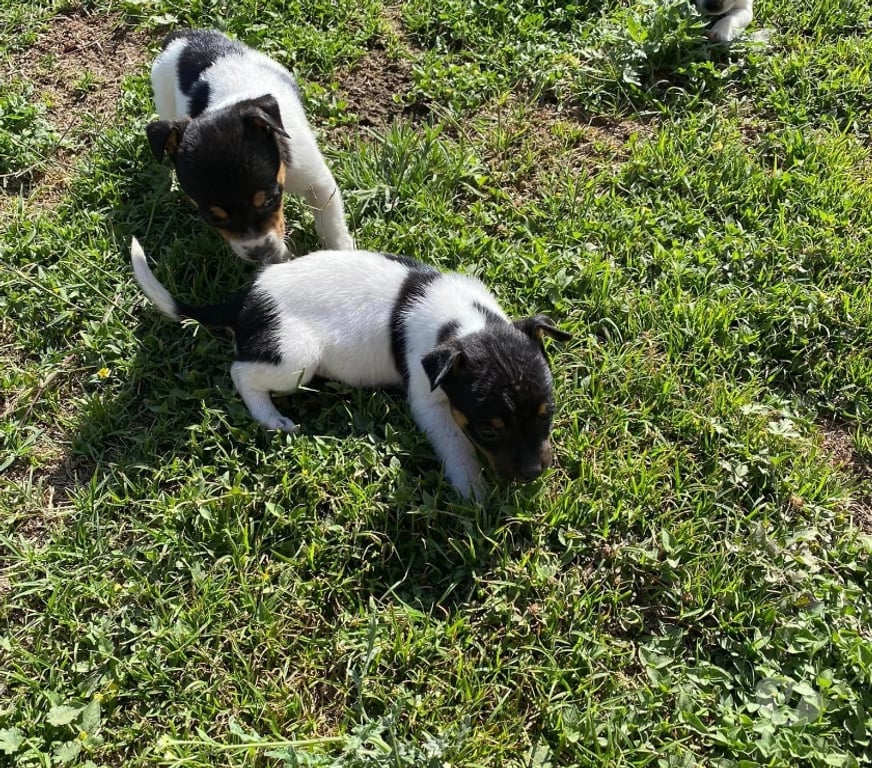 Gatos en Venta Santiago Las Condes - Fotos de Cachorros Fox Terrier, Hermosos!