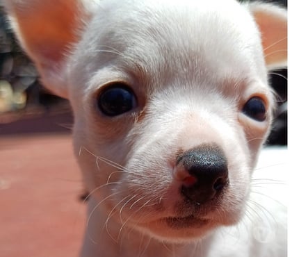 Venta de Mascotas La Serena Elqui - Fotos de Chihuahuas machos 250.000