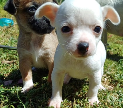 Venta de Mascotas La Serena Elqui - Fotos de Chihuahuas machos 300.000
