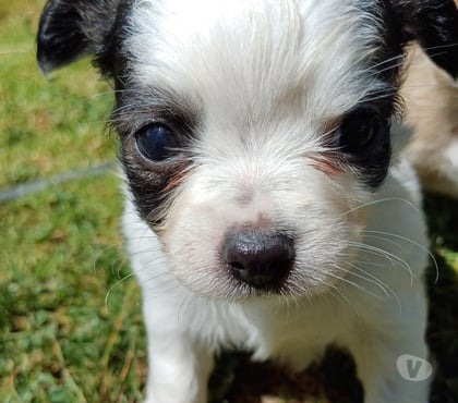 Venta de Mascotas La Serena Elqui - Fotos de Chihuahuas machos 250.000