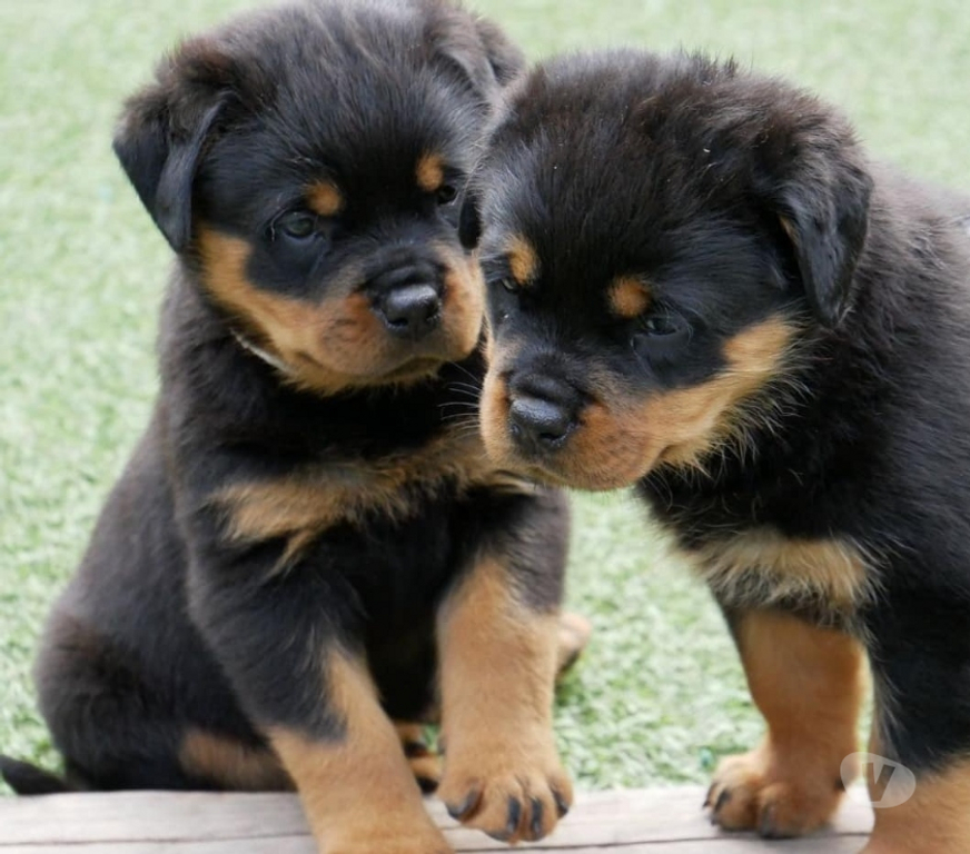 Gatos en Venta Santiago Las Condes - Fotos de Protectores y Hermosos Cachorros Rottweiler