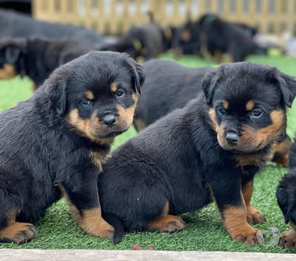 Fotos de Protectores y Hermosos Cachorros Rottweiler