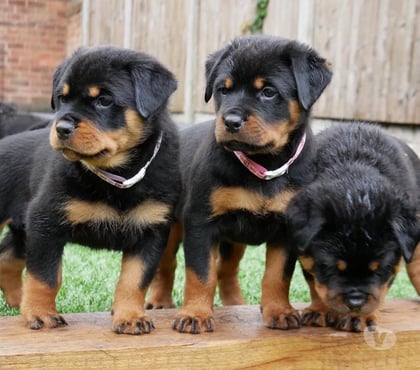 Gatos en Venta Las Condes Santiago - Fotos de Protectores y Hermosos Cachorros Rottweiler