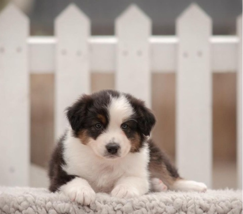 Gatos en Venta Santiago Las Condes - Fotos de Preciosos Cachorros Pastor Australiano de 2 Meses