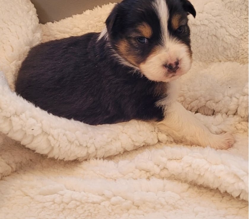 Gatos en Venta Santiago Las Condes - Fotos de Preciosos Cachorros Pastor Australiano de 2 Meses