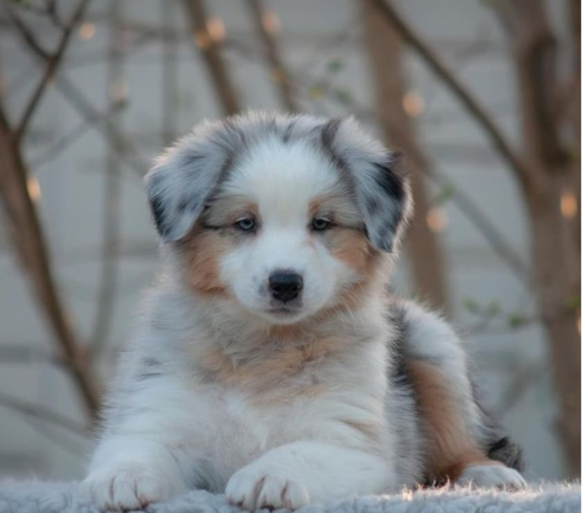 Gatos en Venta Santiago Las Condes - Fotos de Preciosos Cachorros Pastor Australiano de 2 Meses