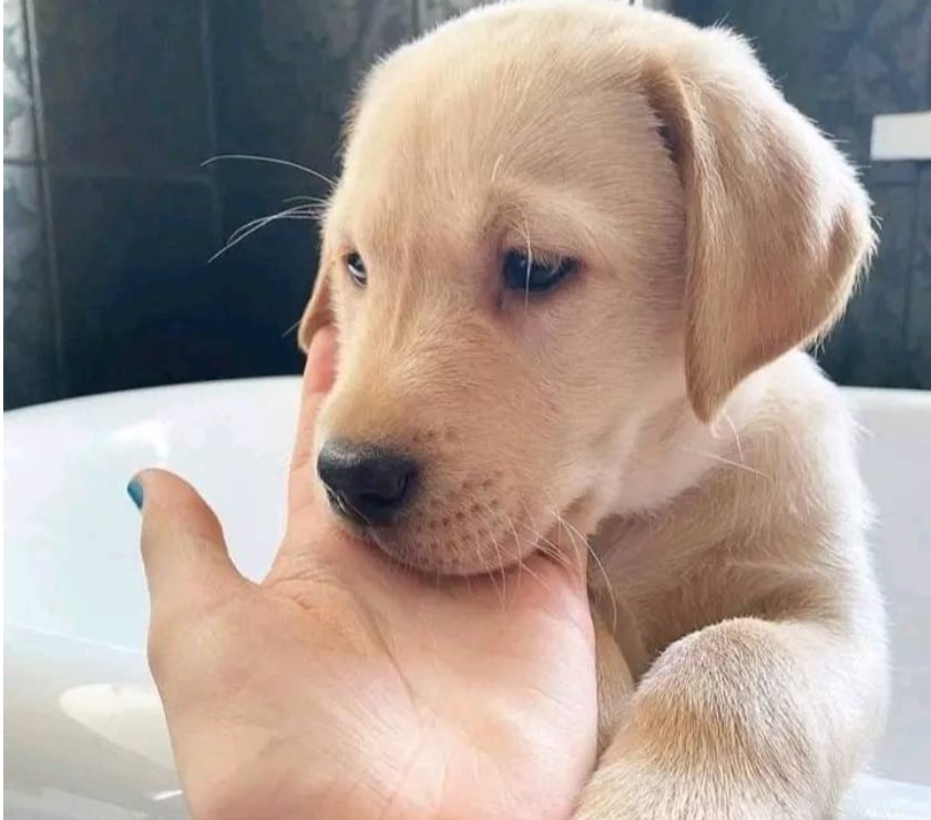 Gatos en Venta Santiago Las Condes - Fotos de Soñados Cachorros Labradores de 2 Meses