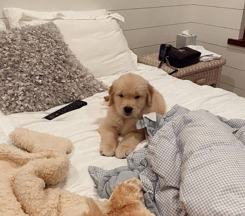 Gatos en Venta Santiago Las Condes - Fotos de Soñados Cachorros Labradores de 2 Meses
