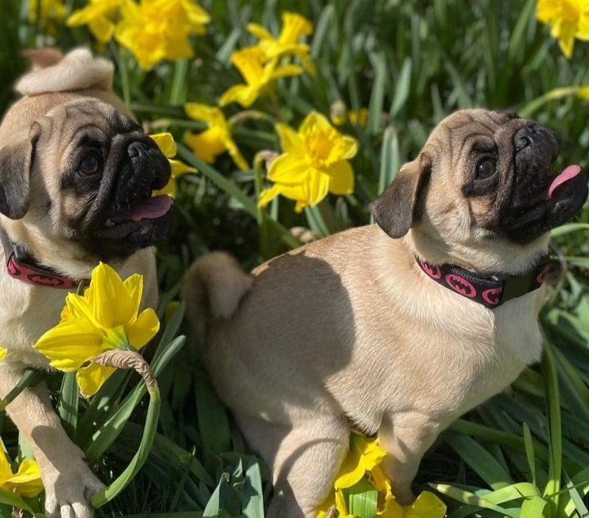 Gatos en Venta Santiago Las Condes - Fotos de Lindos Cachorros Pug