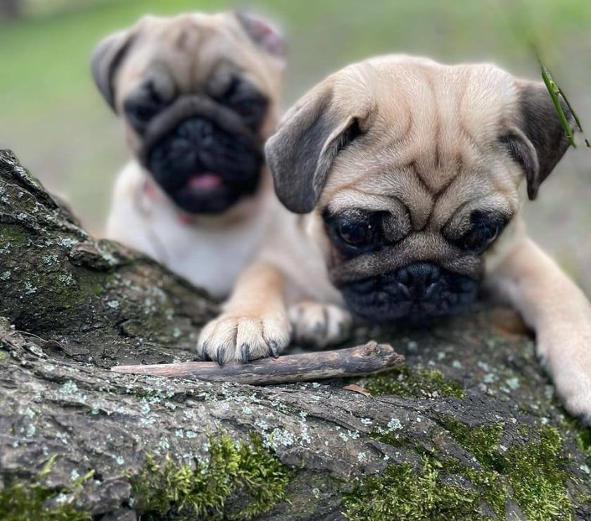 Mascotas en Chile Las Condes Santiago - Fotos de Lindos Cachorros Pug