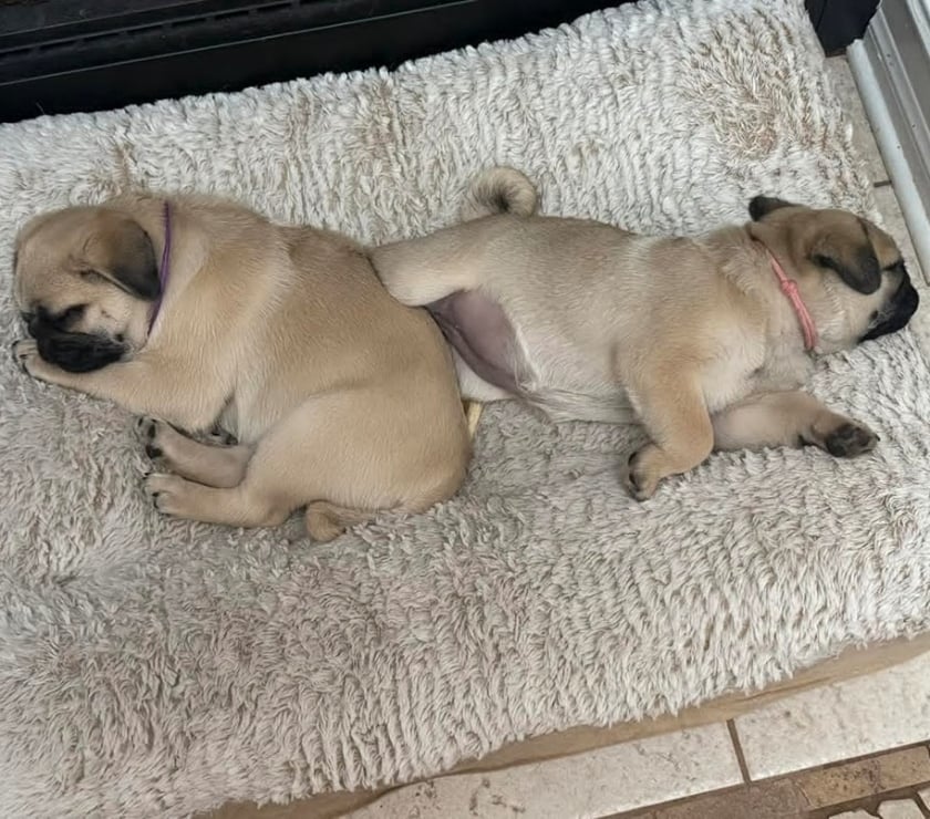 Gatos en Venta Santiago Las Condes - Fotos de Lindos Cachorros Pug