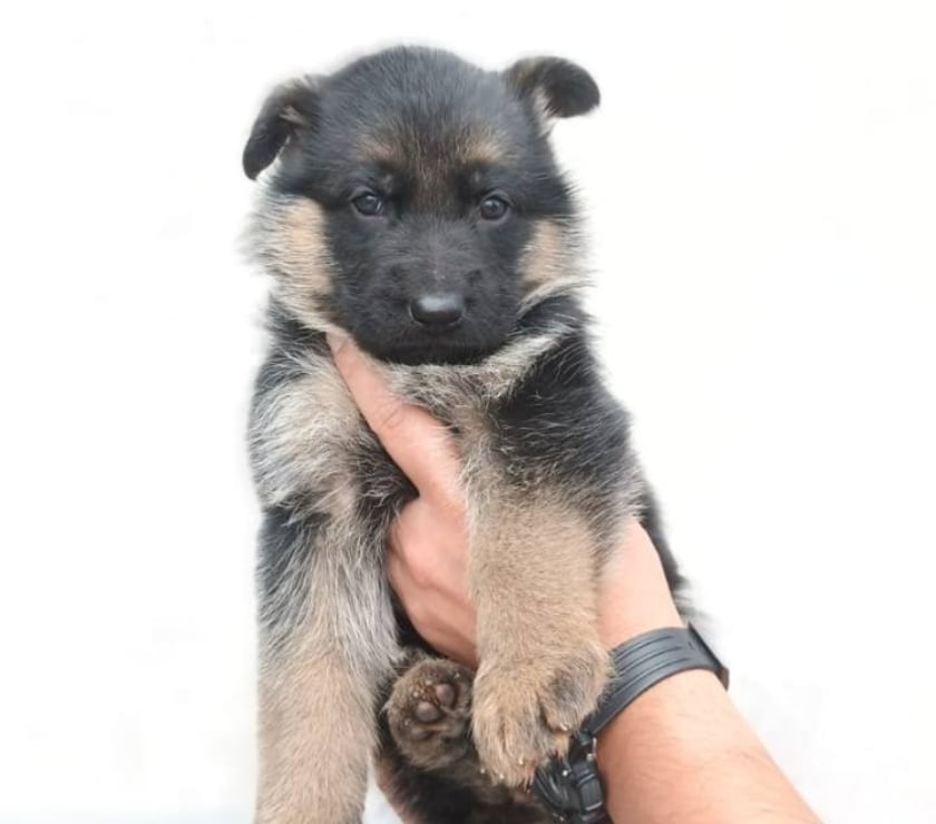 Mascotas en Chile Las Condes Santiago - Fotos de Cachorros Pastor Alemán, Hermosos!