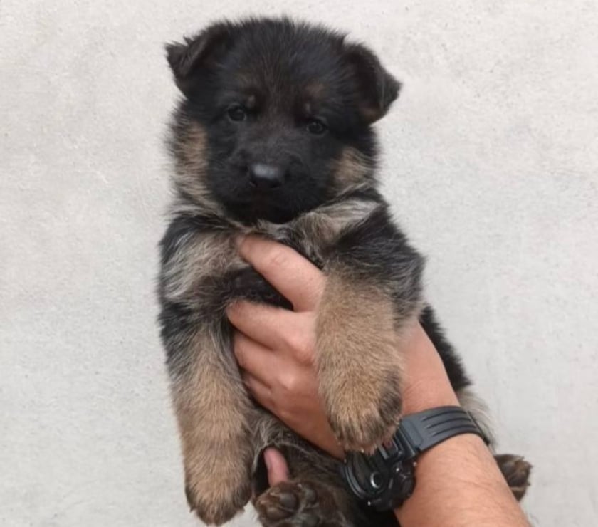 Gatos en Venta Santiago Las Condes - Fotos de Cachorros Pastor Alemán, Hermosos!