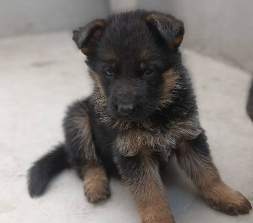 Gatos en Venta Santiago Las Condes - Fotos de Cachorros Pastor Alemán, Hermosos!